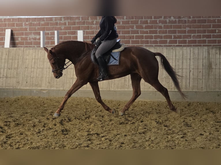 Hannoveraner Stute 5 Jahre 165 cm Dunkelfuchs in Wachtendonk Hannoveraner Stute 5 Jahre 165 cm Dunkelfuchs in Wachtendonk
