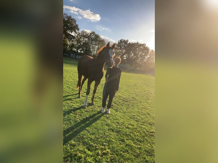Hannoveraner Stute 5 Jahre 165 cm Fuchs in Meppen