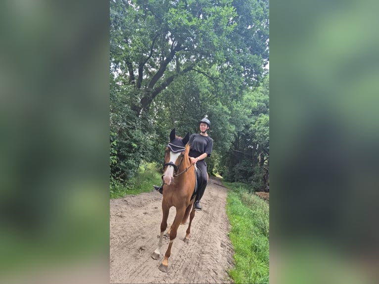 Hannoveraner Stute 5 Jahre 165 cm Fuchs in Meppen