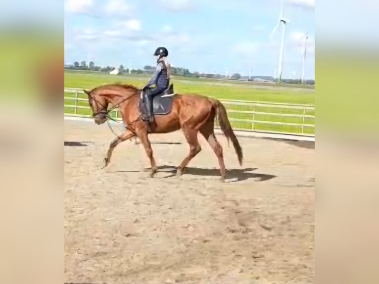 Hannoveraner Stute 5 Jahre 165 cm Fuchs in Neufeld