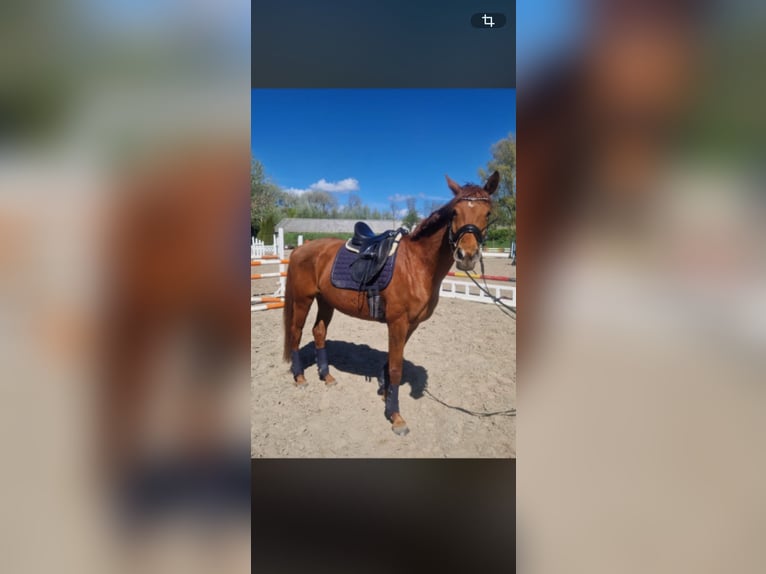Hannoveraner Stute 5 Jahre 165 cm Fuchs in Neufeld