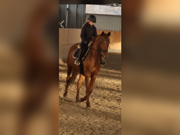 Hannoveraner Stute 5 Jahre 165 cm Fuchs in Neufeld