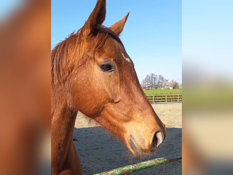 Hannoveraner Stute 5 Jahre 165 cm Fuchs in Neufeld