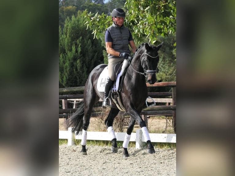 Hannoveraner Stute 5 Jahre 165 cm Rappe in Wedemark