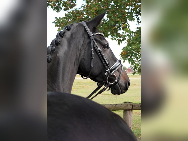 Hannoveraner Stute 5 Jahre 165 cm Rappe in Wedemark