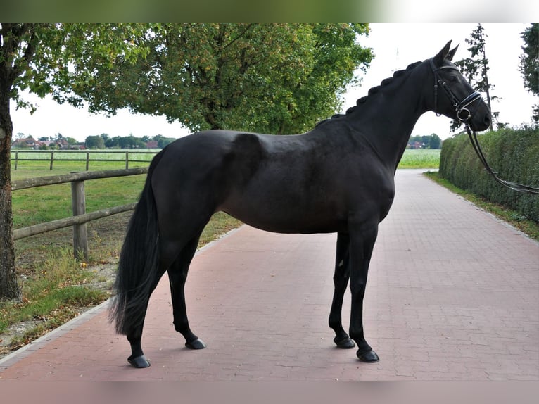 Hannoveraner Stute 5 Jahre 165 cm Rappe in Wedemark