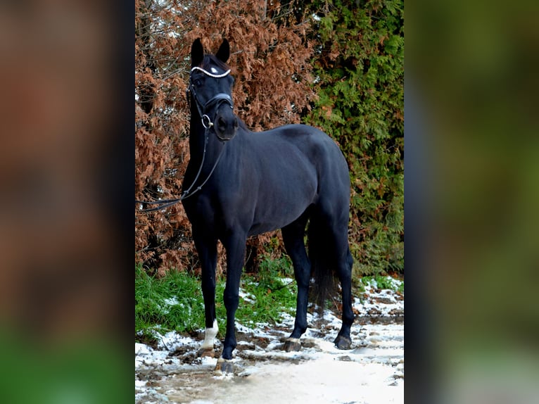 Hannoveraner Stute 5 Jahre 165 cm Rappe in Oyten