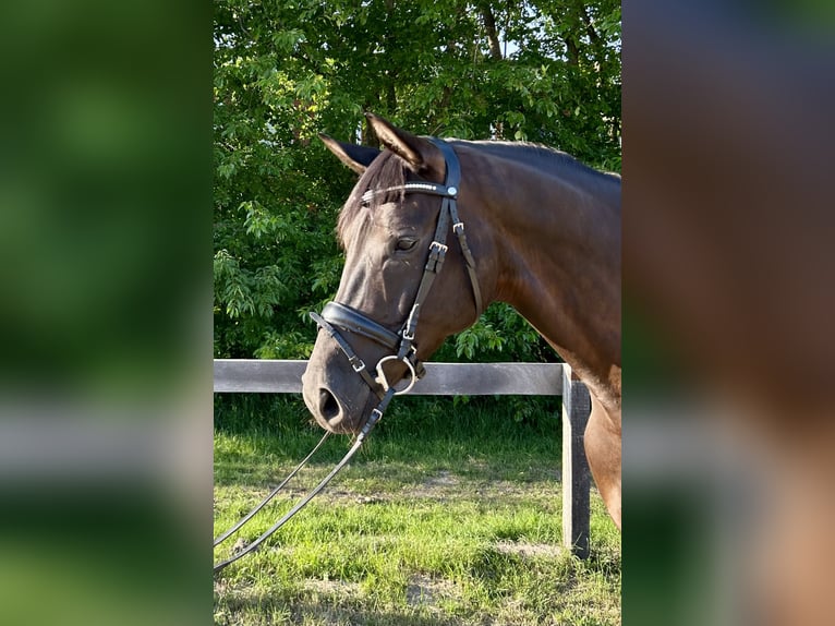 Hannoveraner Stute 5 Jahre 165 cm Rappe in Osterholz-Scharmbeck