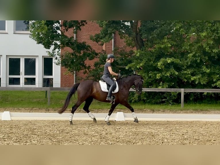 Hannoveraner Stute 5 Jahre 165 cm Rappe in Osterholz-Scharmbeck