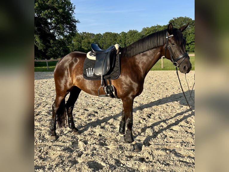 Hannoveraner Stute 5 Jahre 165 cm Rappe in Osterholz-Scharmbeck