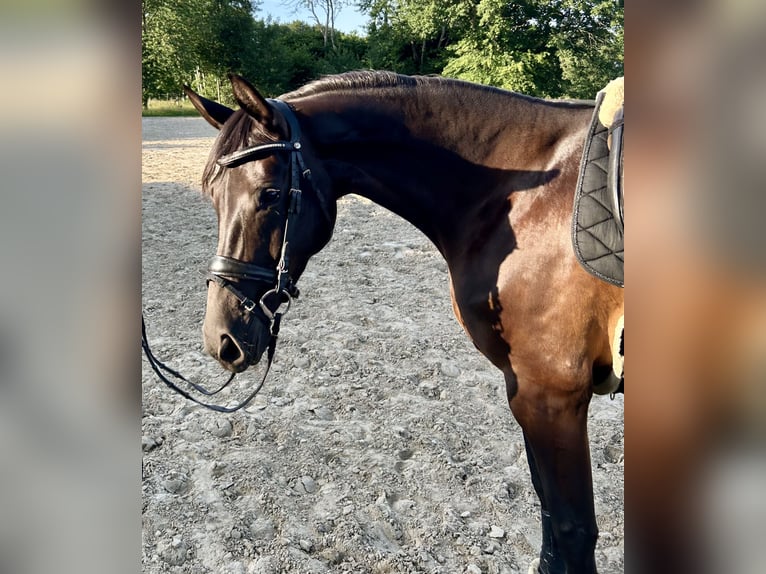 Hannoveraner Stute 5 Jahre 165 cm Rappe in Osterholz-Scharmbeck
