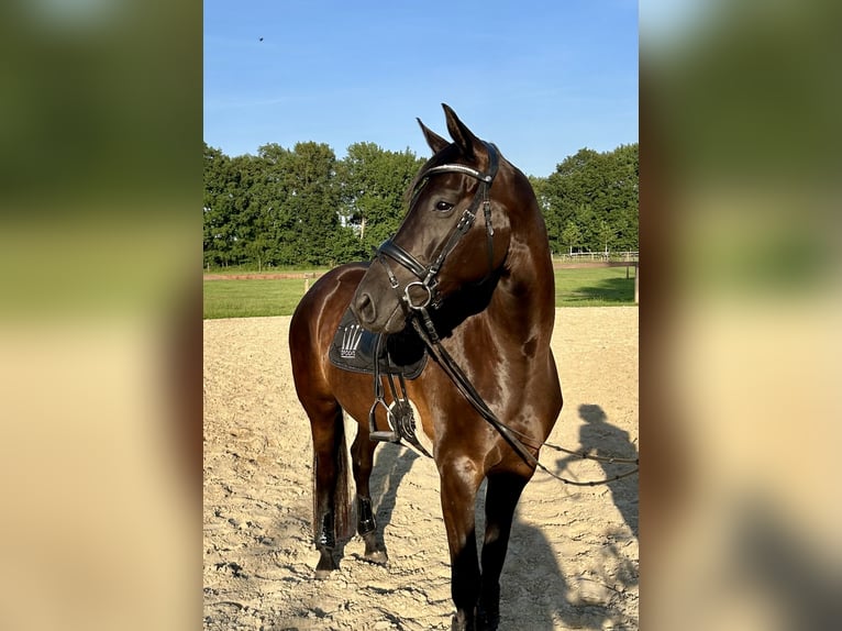Hannoveraner Stute 5 Jahre 165 cm Rappe in Osterholz-Scharmbeck