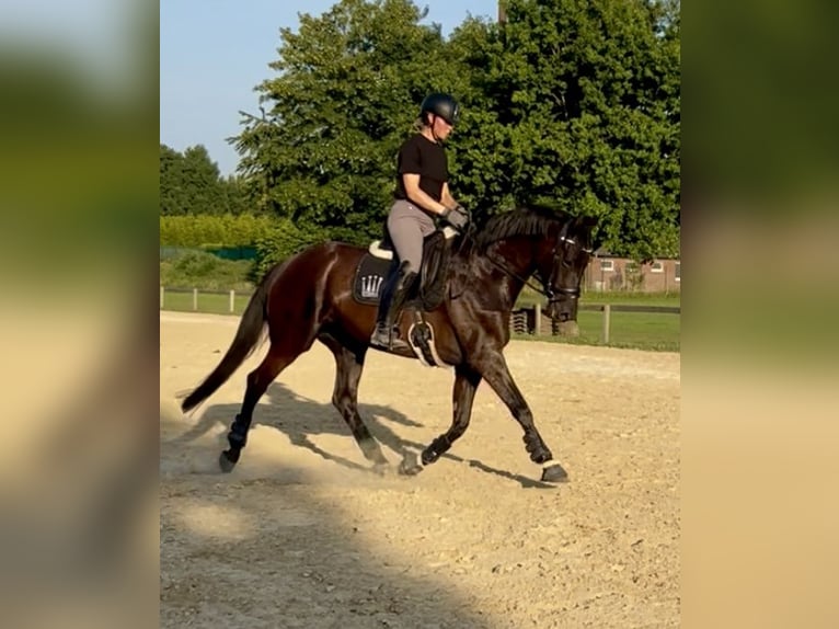 Hannoveraner Stute 5 Jahre 165 cm Rappe in Osterholz-Scharmbeck
