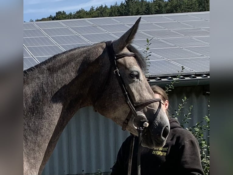 Hannoveraner Stute 5 Jahre 165 cm Rappschimmel in H&#xFC;nfelden-Kirberg