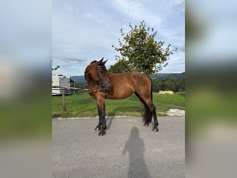 Hannoveraner Mix Stute 5 Jahre 165 cm Rotbrauner in Grgar
