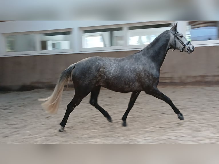 Hannoveraner Stute 5 Jahre 165 cm Schimmel in Barenburg