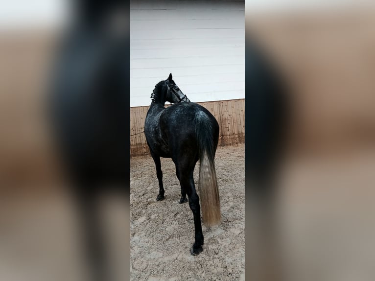 Hannoveraner Stute 5 Jahre 165 cm Schimmel in Barenburg