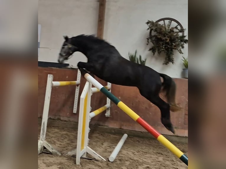 Hannoveraner Stute 5 Jahre 165 cm Schimmel in Fronhausen