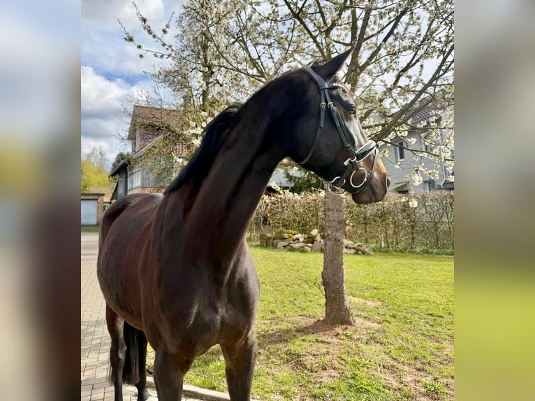 Hannoveraner Stute 5 Jahre 165 cm Schwarzbrauner in Dransfeld