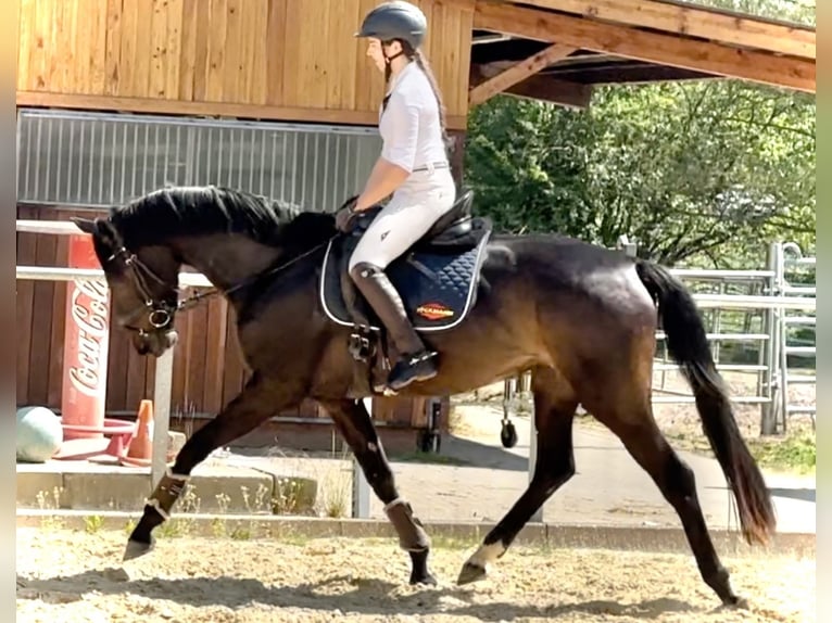 Hannoveraner Stute 5 Jahre 165 cm Schwarzbrauner in Dransfeld