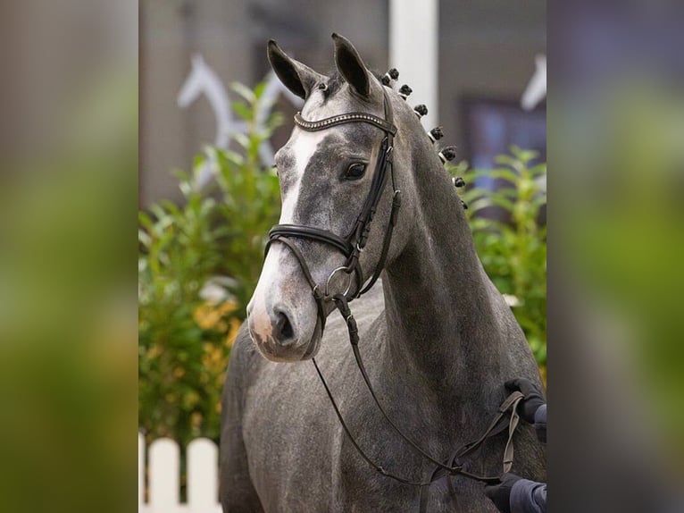 Hannoveraner Stute 5 Jahre 166 cm Blauschimmel in Worms
