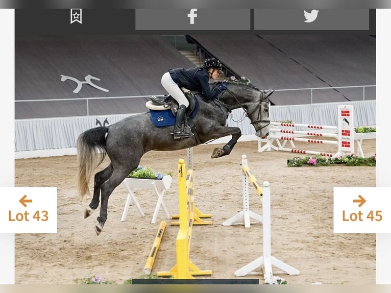 Hannoveraner Stute 5 Jahre 166 cm Blauschimmel in Worms