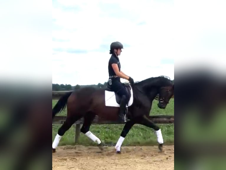 Hannoveraner Stute 5 Jahre 166 cm Brauner in Nieuw-Dordrecht