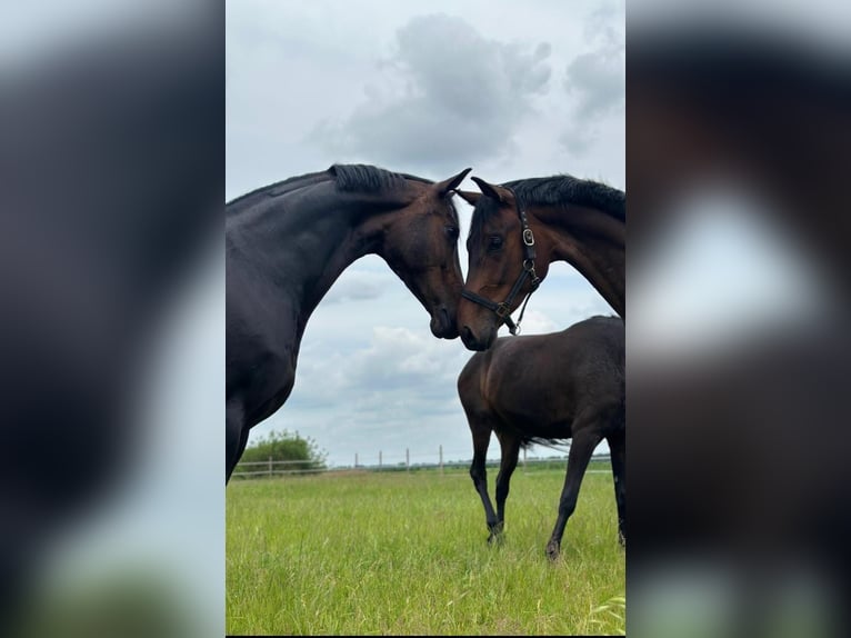 Hannoveraner Stute 5 Jahre 166 cm Brauner in Nieuw-Dordrecht