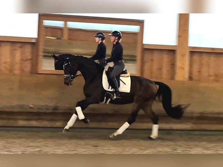 Hannoveraner Stute 5 Jahre 166 cm Brauner in Stoetze