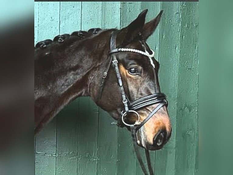 Hannoveraner Stute 5 Jahre 166 cm Brauner in Stoetze