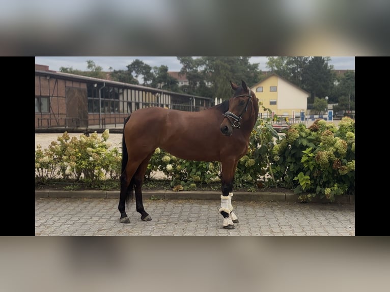 Hannoveraner Stute 5 Jahre 166 cm Brauner in Heidesheim am Rhein