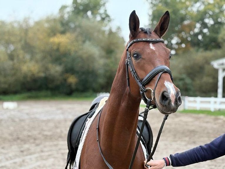 Hannoveraner Stute 5 Jahre 166 cm Brauner in Verden (Aller)