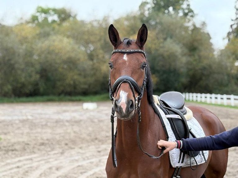 Hannoveraner Stute 5 Jahre 166 cm Brauner in Verden (Aller)