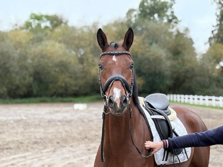 Hannoveraner Stute 5 Jahre 166 cm Brauner in Verden (Aller)