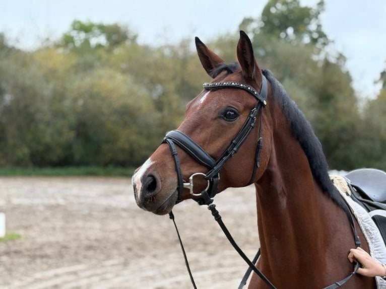 Hannoveraner Stute 5 Jahre 166 cm Brauner in Verden (Aller)