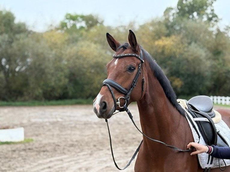 Hannoveraner Stute 5 Jahre 166 cm Brauner in Verden (Aller)