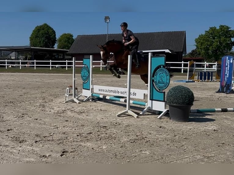 Hannoveraner Stute 5 Jahre 166 cm Brauner in Hude (Oldenburg)