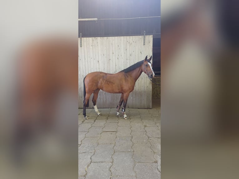 Hannoveraner Stute 5 Jahre 166 cm Brauner in Hude (Oldenburg)