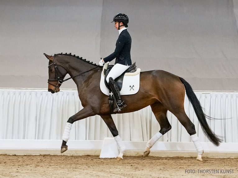 Hannoveraner Stute 5 Jahre 166 cm Dunkelbrauner in Verden