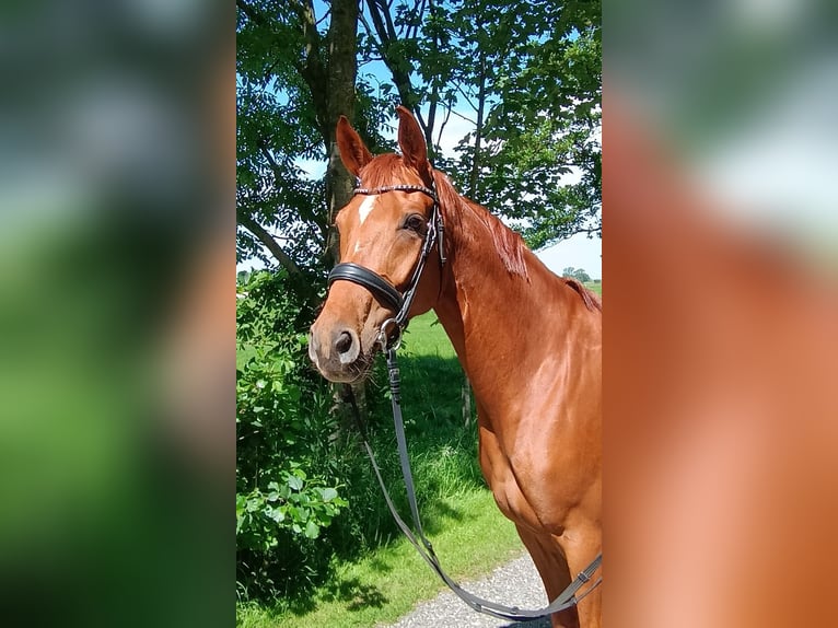 Hannoveraner Stute 5 Jahre 166 cm Fuchs in Belum