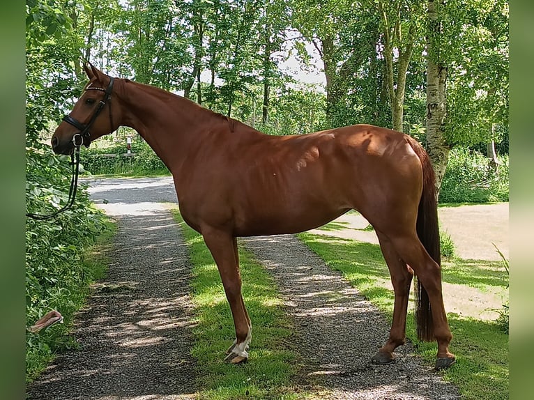 Hannoveraner Stute 5 Jahre 166 cm Fuchs in Belum