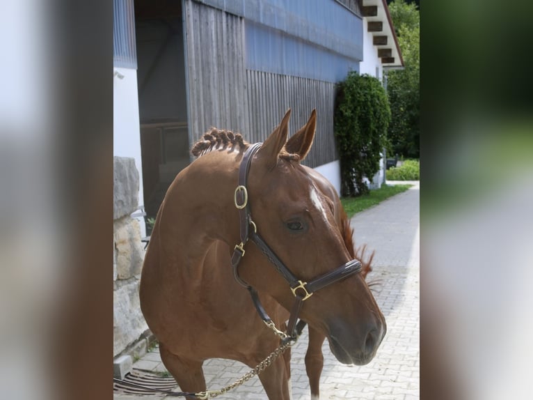Hannoveraner Stute 5 Jahre 166 cm Fuchs in Winhöring