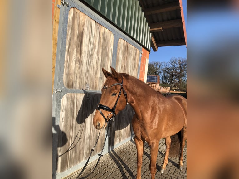 Hannoveraner Stute 5 Jahre 166 cm Fuchs in Walsrode