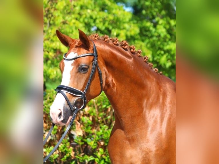 Hannoveraner Stute 5 Jahre 166 cm Fuchs in Selsingen