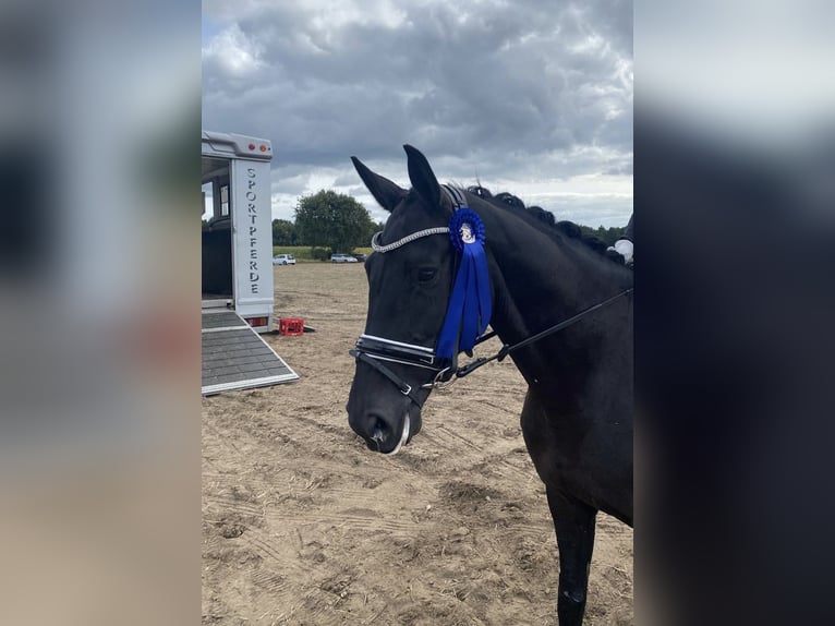 Hannoveraner Stute 5 Jahre 166 cm Rappe in KutenholzMulsum