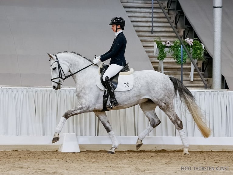 Hannoveraner Stute 5 Jahre 166 cm Schimmel in Verden