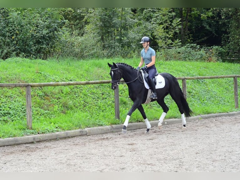 Hannoveraner Stute 5 Jahre 166 cm Schwarzbrauner in Wellheim