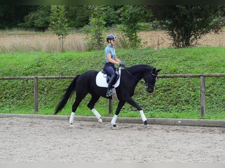 Hannoveraner Stute 5 Jahre 166 cm Schwarzbrauner in Wellheim