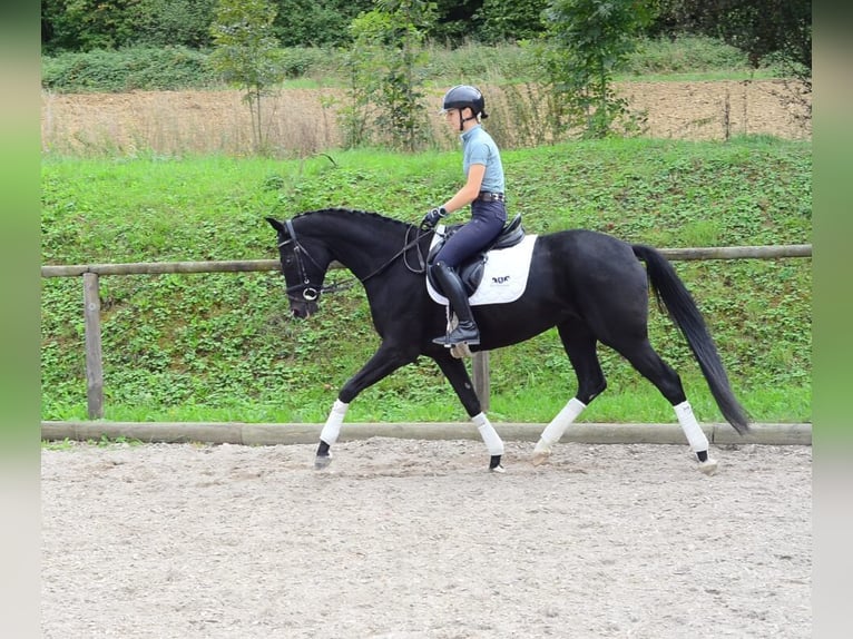 Hannoveraner Stute 5 Jahre 166 cm Schwarzbrauner in Wellheim
