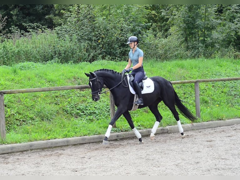 Hannoveraner Stute 5 Jahre 166 cm Schwarzbrauner in Wellheim